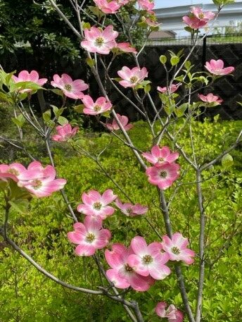 あつかんコラム | 厚木看護専門学校